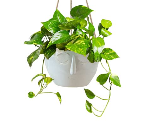 Hanging Pothos Plant