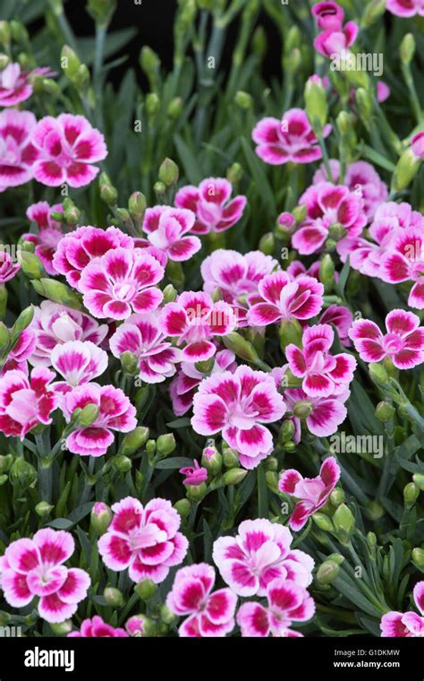 Dianthus Pink Kisses Stock Photo Alamy