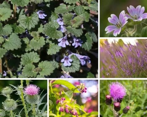 Weeds With Purple Flowers Complete Guide For Identification The Garden Style