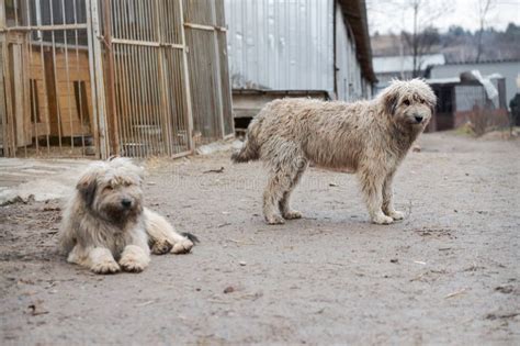 Two Dogs Waiting for Adoption in Animal Shelter. Homeless Dogs in the Shelter Stock Photo ...