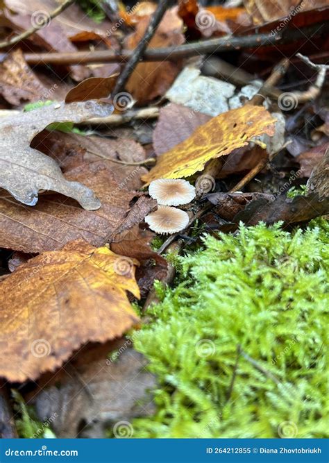 Autumn Mushrooms, Autumn Forest, Autumn Aesthetic Stock Image - Image ...