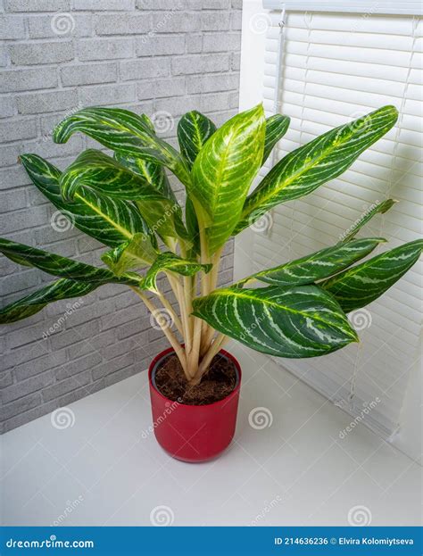 Aglaonema Kay Lima Es Una Planta Perenne Foto De Archivo Imagen De