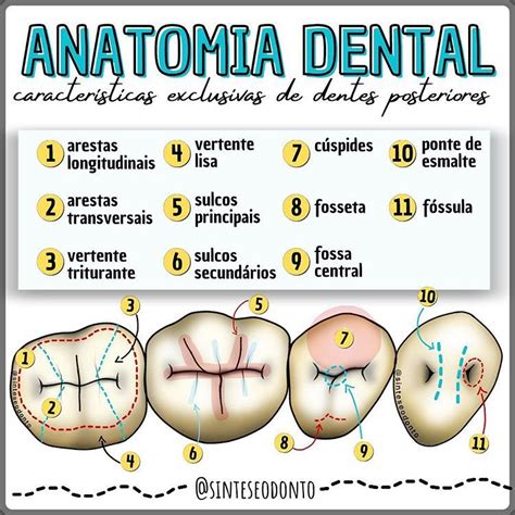 ANATOMIA DENTAL - DENTES POSTERIORES - Anatomia e Escultura Dental