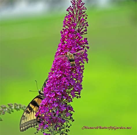 10 Top Butterfly Bush Varieties For Your Garden » Monarch Butterfly Garden- Save The Butterflies