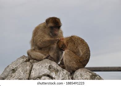 Two Monkeys Grooming Each Other Furry Stock Photo 1885491223 | Shutterstock