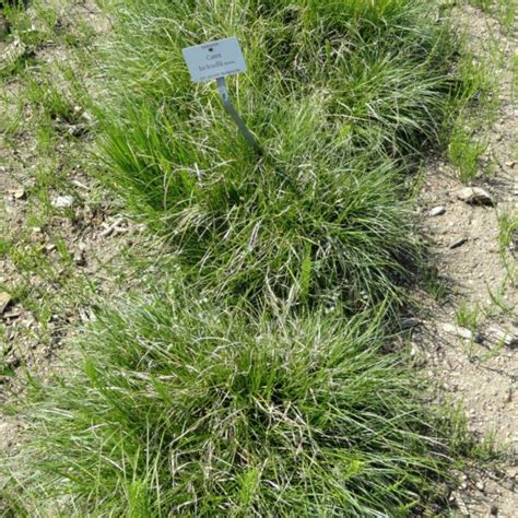 Carex Bicknellii 1 Prairie Sedge Scioto Gardens Nursery