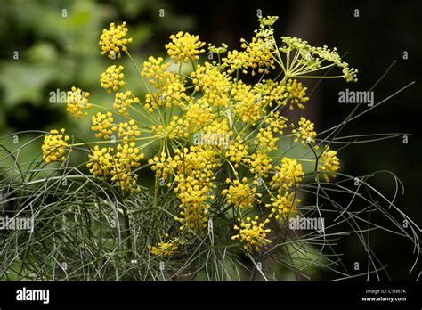 Fennel Plant Foeniculum Vulgare Hi Res Stock Photography And Images Alamy