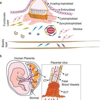 A Depicts The Path Of Human Trophoblast Differentiation Trophoblast