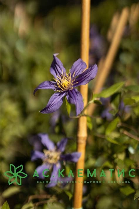 Купить клематисы 3-ой группы обрезки – АС-Клематис