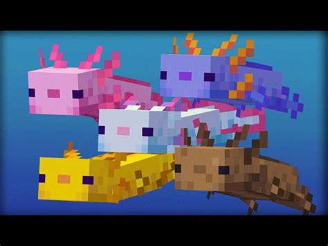 What Is The Rarest Axolotl In Minecraft 1 18