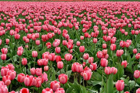 4 K Tulip Photos, Download The BEST Free 4 K Tulip Stock Photos & HD Images