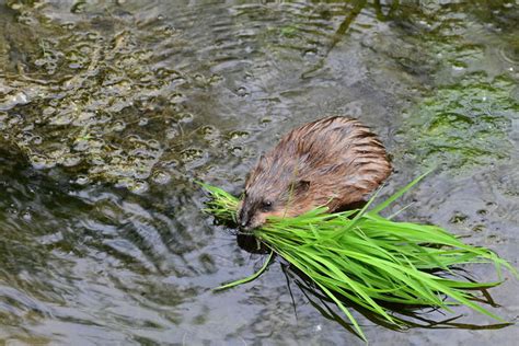 Muskrat | Season Watch