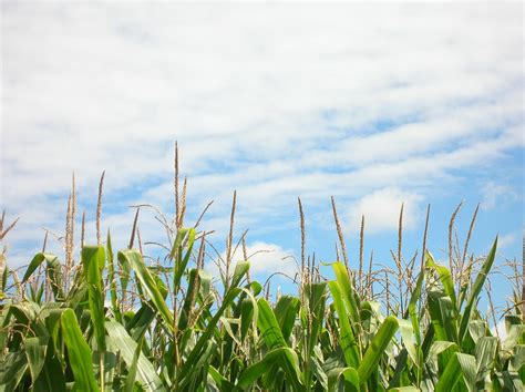 Jagung Ladang Perkebunan Foto Gratis Di Pixabay Pixabay