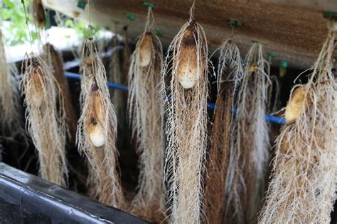 Seed yam tubers in aeroponics system.