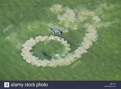 Bottlenose dolphins engage in mud-ring feeding behavior to capture ...