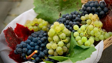 Grape Varieties - Explained | BurgDirect