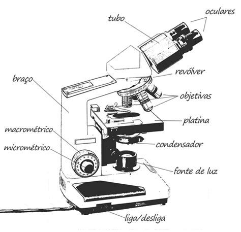 Microsc Pio Ptico Binocular Conhe A Suas Partes Manuseio E Limpeza