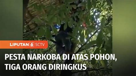 VIDEO Tiga Orang Ditangkap Polisi Saat Sedang Pesta Sabu Di Atas Pohon