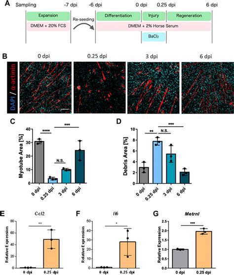 Frontiers A Concise In Vitro Model For Evaluating Interactions