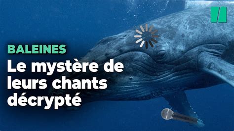 Les Myst Rieux Chants Des Baleines Ont Enfin T D Crypt S Youtube