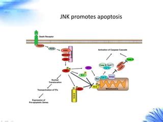 Jnk Signaling Pathway Creative Diagnostics Ppt