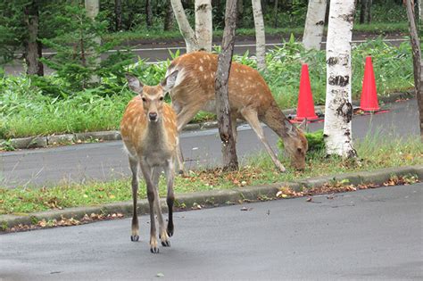 Zoos in Japan: Shiretoko National Park