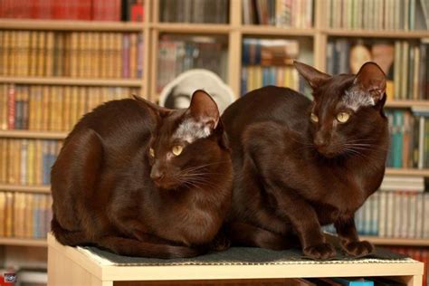 5 Stunning Brown Cat Breeds You Ve Almost Never Heard Of