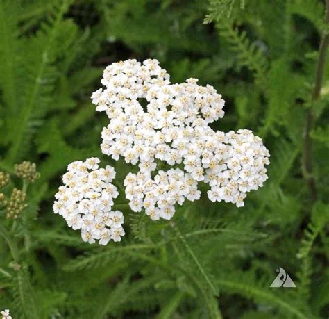 Western Yarrow Achillea Millefolium Occidentalis Applewood Seed Co