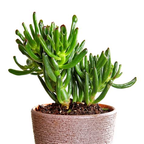 Crassula Hobbit Crassula Ovata Mygardenlife