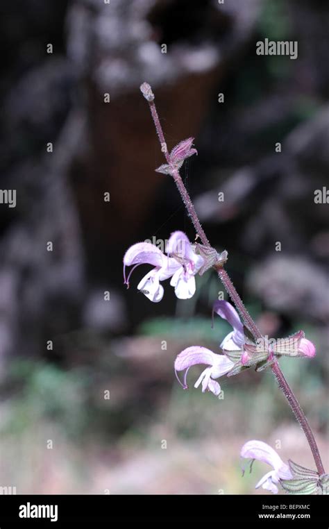 Salvia Palaestina Hi Res Stock Photography And Images Alamy