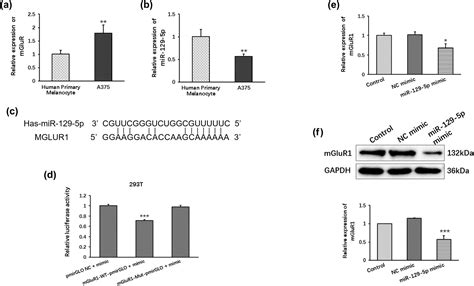 Lncrna Ac130710mir 129 5pmglur1 Axis Promote Migration And Invasion