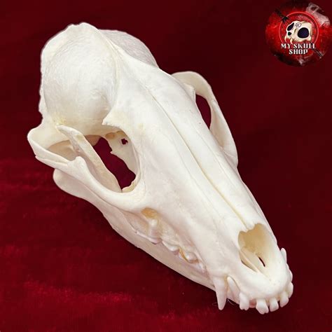 Raccoon Real Taxidermy Skull Animal Bones For Crafts Skull Etsy