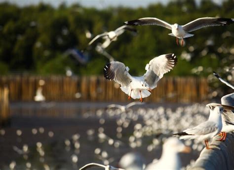 Premium Photo | Seagulls flying