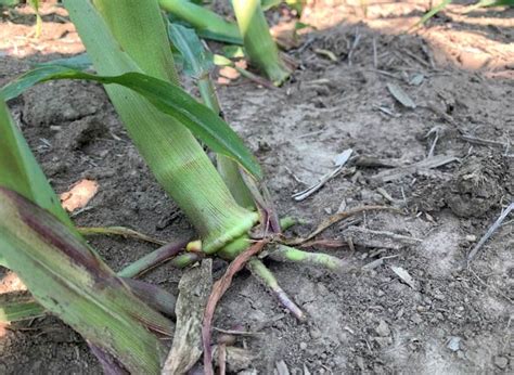 Corn Root Lodging Pioneer Seeds