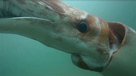 Rare Giant Squid Sighting In Japanese Harbour BBC News