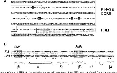 Figure 1 From KIS Is A Protein Kinase With An RNA Recognition Motif