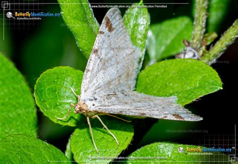 Red-headed Inchworm Moth