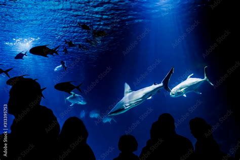 Sharks swimming in an aquarium in front of visitors and tourists. Stock ...