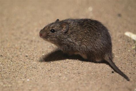 Hispid cotton rat stock image. Image of sigmodon, animal - 24427339