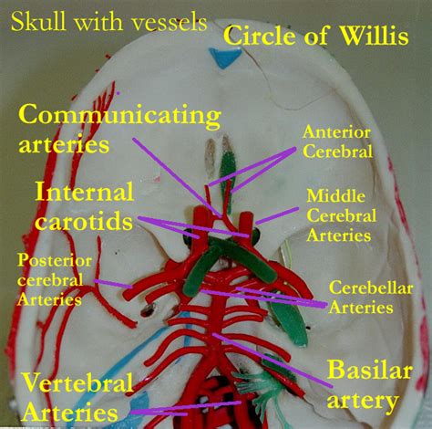 Circle Of Willis Model