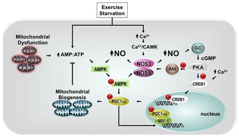 Ijms Free Full Text Nitric Oxide In Skeletal Muscle Role On