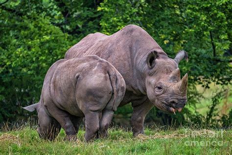 Black Rhinos Photograph by Adrian Evans - Fine Art America