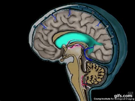 Animation of CSF Circulation | Cerebrospinal fluid, Biology humor, Medical anatomy