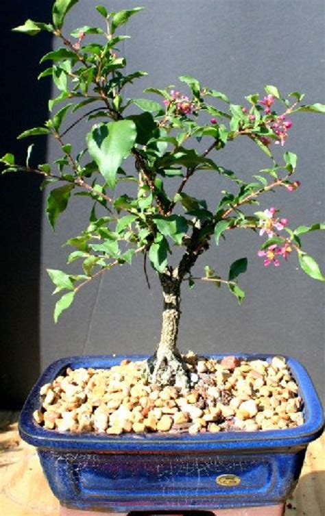 Weeping Cherry Bonsai Tree Etsy