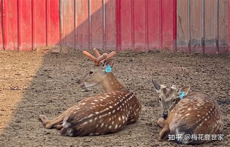 什么是梅花鹿头茬二杠鲜鹿茸？ 知乎