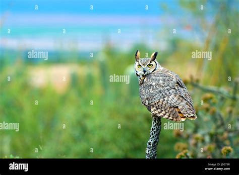 Gran B Ho Cornudo Bubo Virginianus Tambi N Conocido Como El B Ho