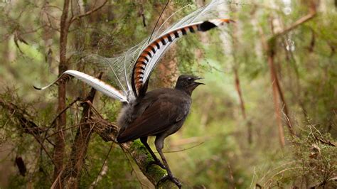 Nature - Male Lyrebird Manipulates Female Into Mating - Twin Cities PBS