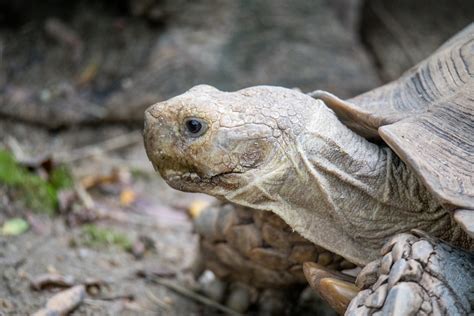 Maryland Zoo Sulcata Tortoise Angela N Flickr