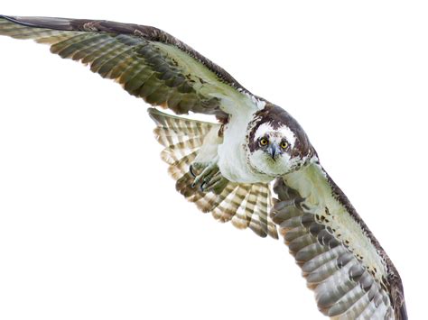 Science Art: Osprey in Flight, by Enrique Patino, 2011 | GoST