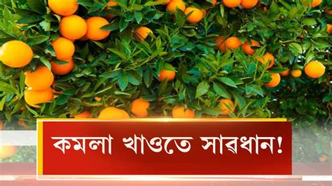 kmla khaoote sadhan bishakt kmlai vi piche mhangee bja youtube